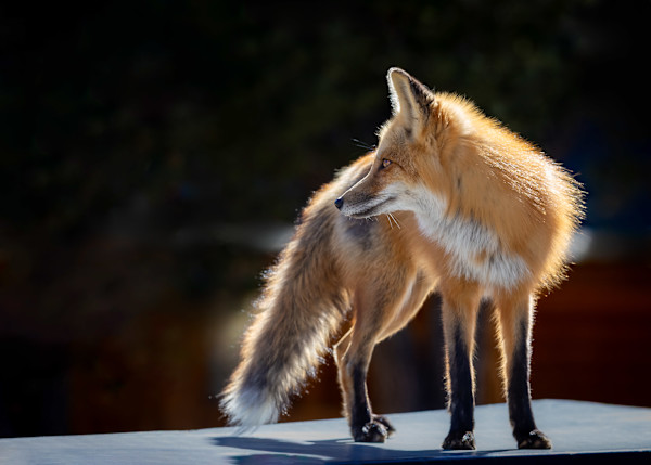 Mr. Fox's Contemplation by Denise Hawkins