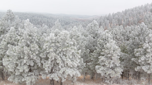 Black Hills Winter Morning 20x40 by Denise Hawkins