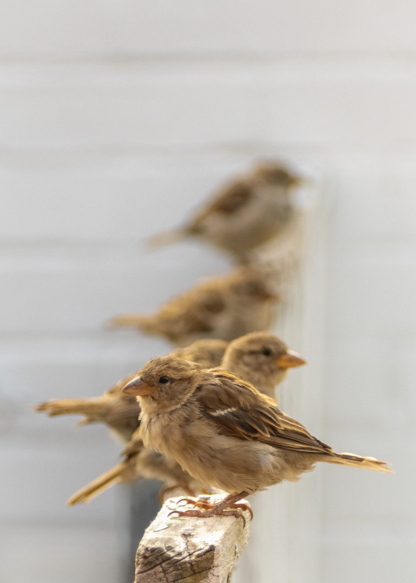 Sparrow Convention by Denise Hawkins