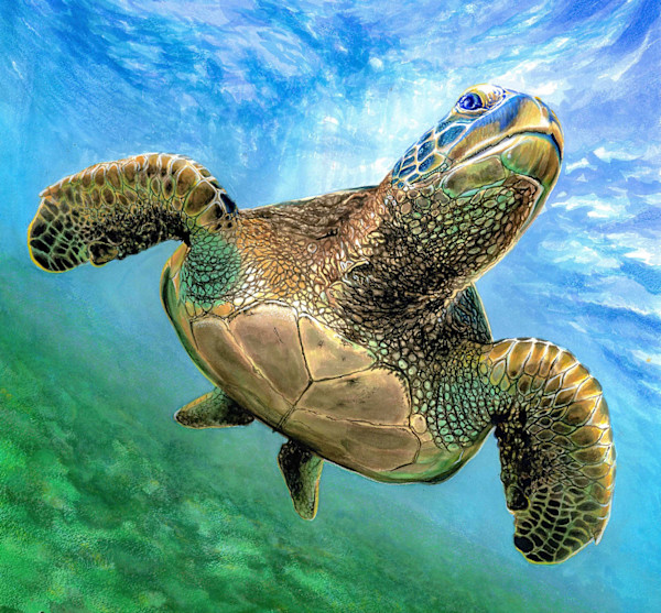Sea Turtle: Non-plastic Ocean 11/100 by Julia iSABEL