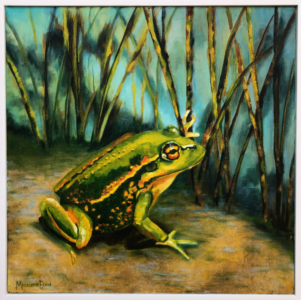 Southern Bell Frog