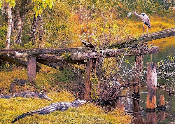 What's For Lunch? by Chrissy Lind