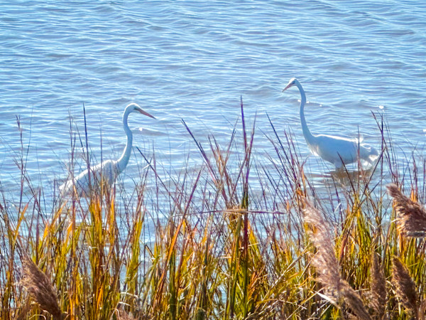 Egrets Only by Chrissy Lind
