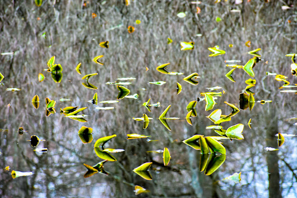 Reflections by Chrissy Lind