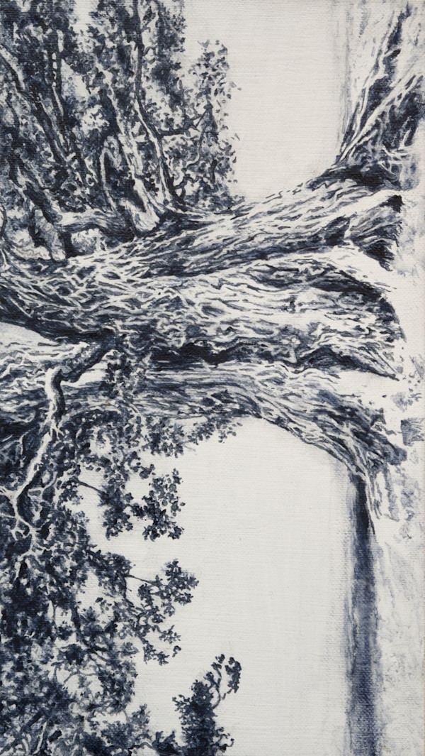IMG_6032 (The Oak) by Johnny Höglund, Image 2.