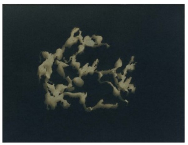 Fucus vesiculosus III by Cecilia Ömalm