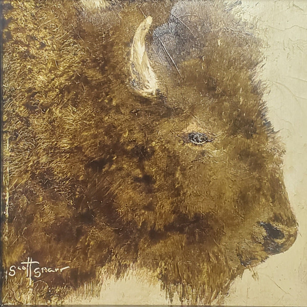 Buffalo by Scott Snarr