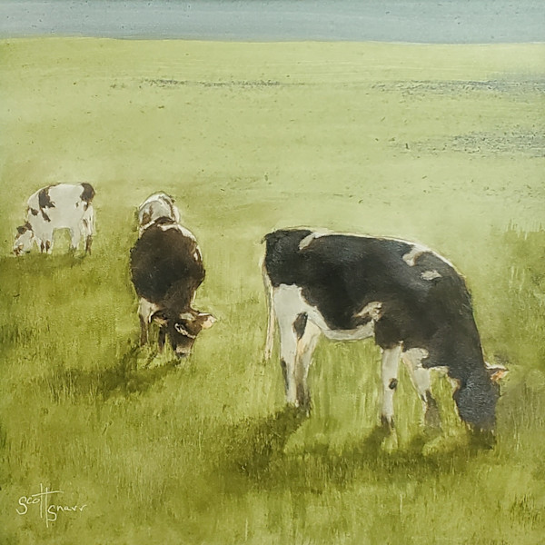 High Star Cows by Scott Snarr