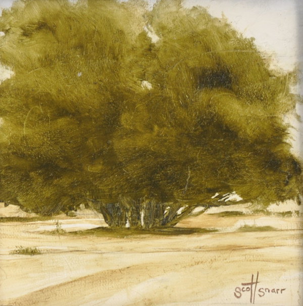 Tree Study II by Scott Snarr