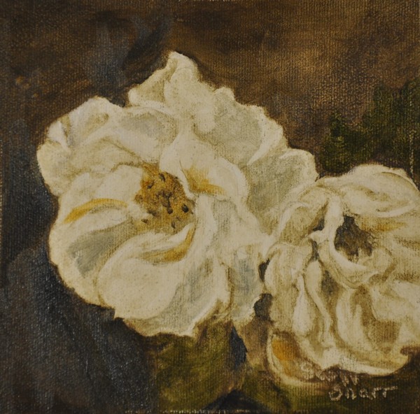 White Rose by Scott Snarr