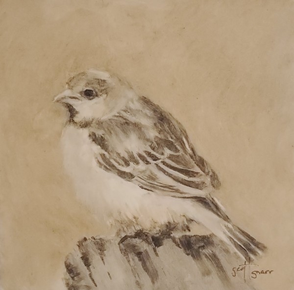 Fluffy Sparrow by Scott Snarr
