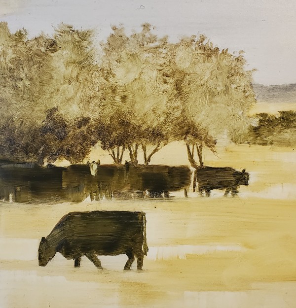 Cows in Shadow by Scott Snarr