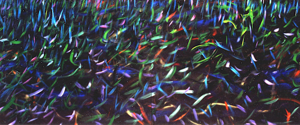 Dancing Fish by Gerrit Greve