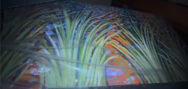 Lakeside Reeds by Gerrit Greve