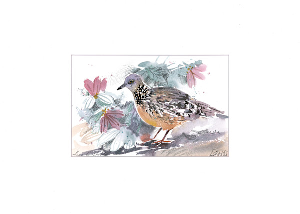 Spotted dove by Alena Gastaldi, Image 9.