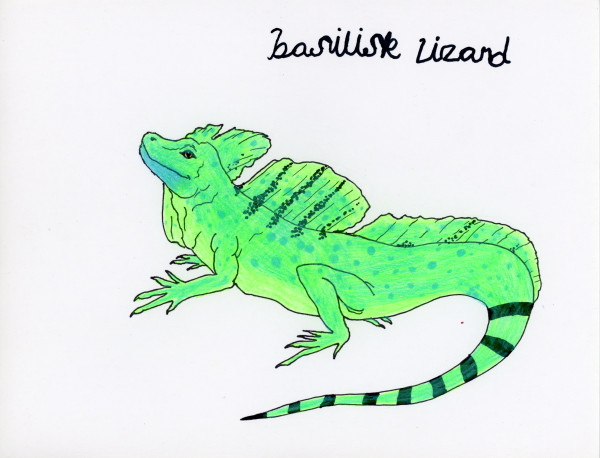 Basilisk Lizard by Nikolas Heitz-Arruda