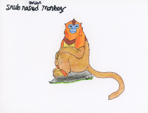 Golden Snub Nosed Monkey by Nikolas Heitz-Arruda