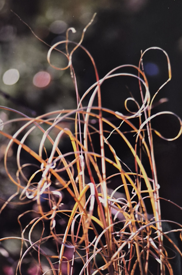 Grassy's Bad Hair Day by J. Patrick Bowman