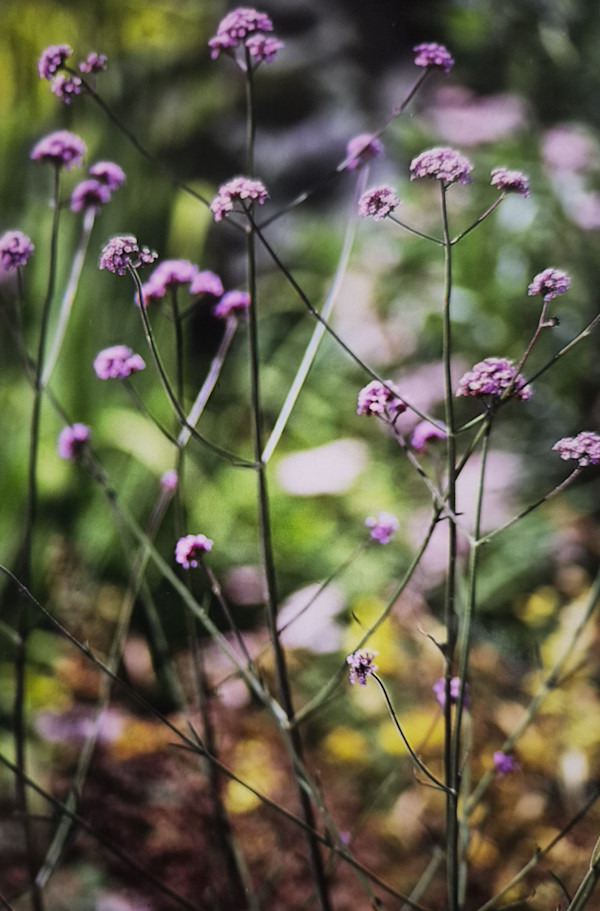 Standing Tall by J. Patrick Bowman