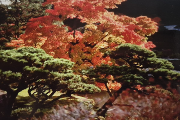 Japanese Garden 3 by J. Patrick Bowman