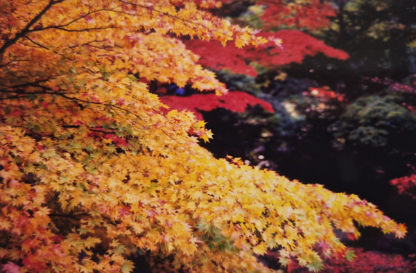 Japanese Garden 2 by J. Patrick Bowman