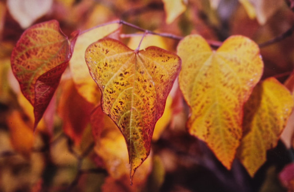 Katsura Leaves by J. Patrick Bowman