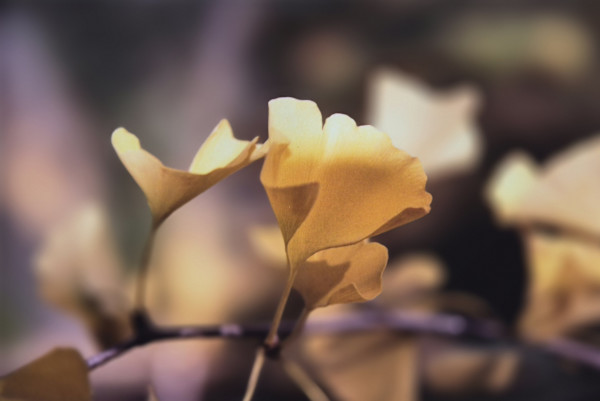 Gingko Leaves by J. Patrick Bowman