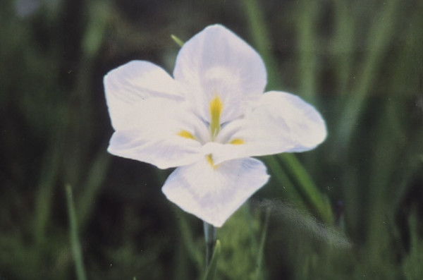 On the Edge 1 by J. Patrick Bowman