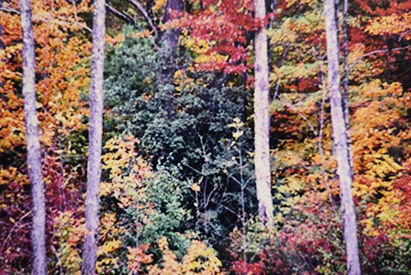 Vermont Fall 1 by J. Patrick Bowman