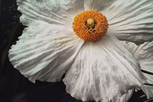 Romneya 2 by J. Patrick Bowman