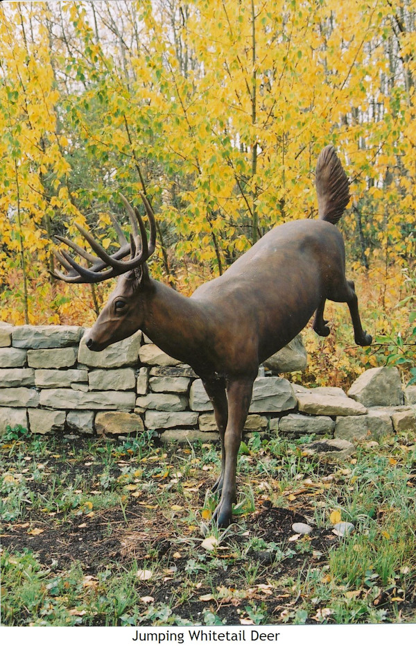 Jumping Whitetail Deer by Karen Begg