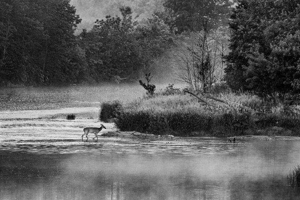 Deer Crossing by Jim Balkwill