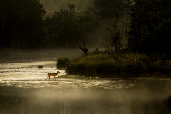 Deer Crossing by Jim Balkwill