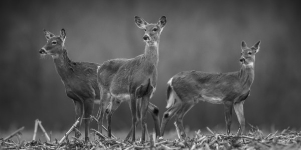 The Ladies by Jim Balkwill