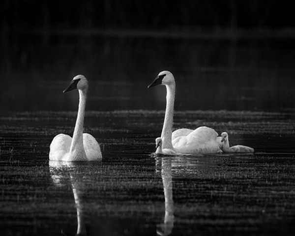 Sayles Swans by Jim Balkwill