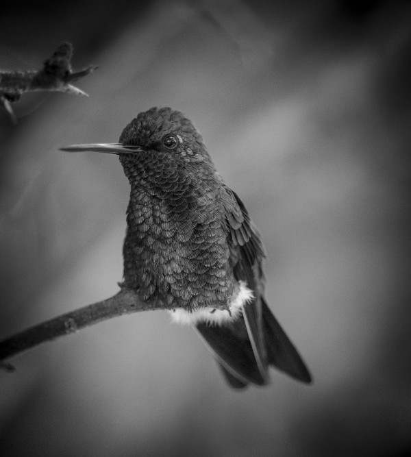 Hummingbird in the Rain by Jim Balkwill