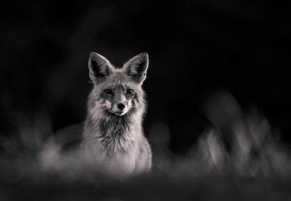 Jacobson Fox by Jim Balkwill