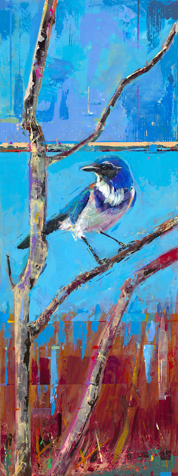 Scrub Jay by Shannon Abbey