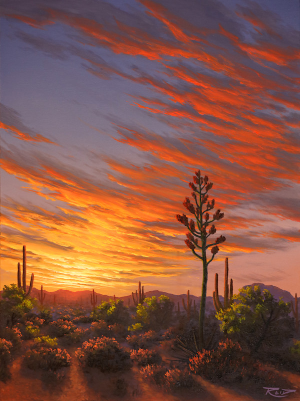 Sonoran Light by Reid Richardson