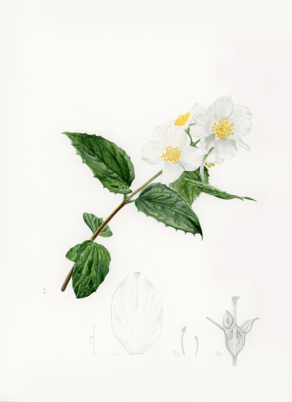Botanical Ill, white flowers by Victoria Beyer