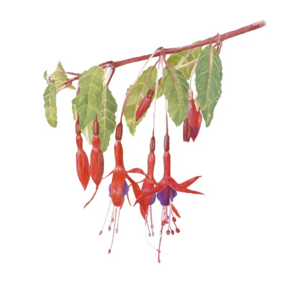 Fuchsias from Chile by Victoria Beyer