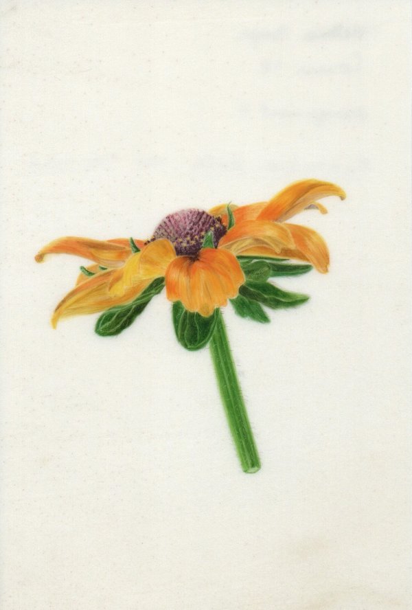 Yellow  Rudbeckia by Victoria Beyer