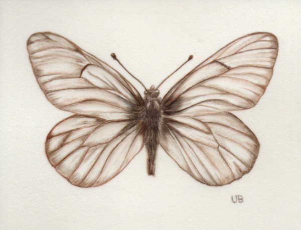 Butterfly on Vellum by Victoria Beyer