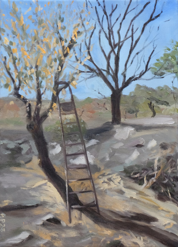 Almond Harvest by Erin N. Power
