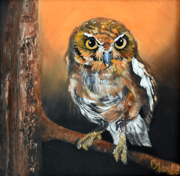 Elf Owl Gaze by Bobbe Jones