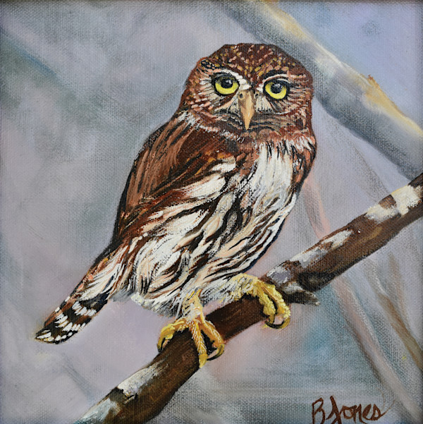 Northern Pygmy-Owl by Bobbe Jones
