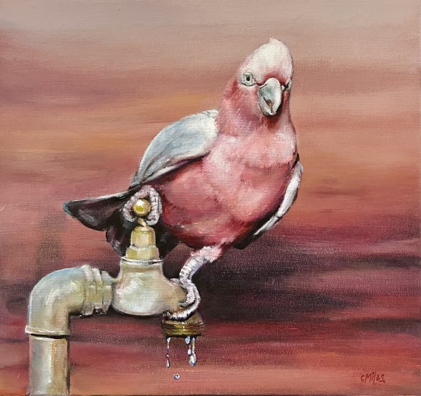 Galah Finding Water by Catherine Miles