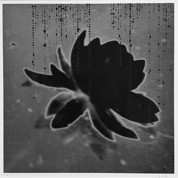Black Water Lily by LCole