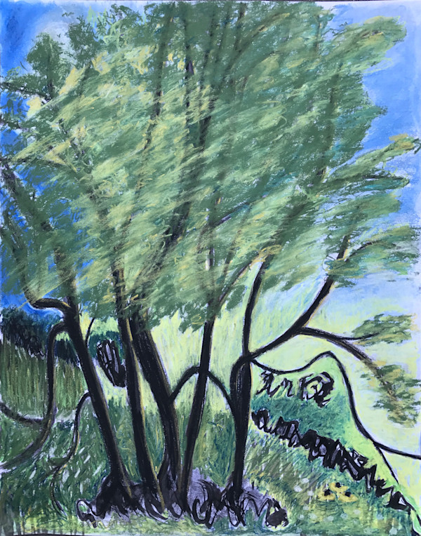 Trees at RCW by Kristin Halladay