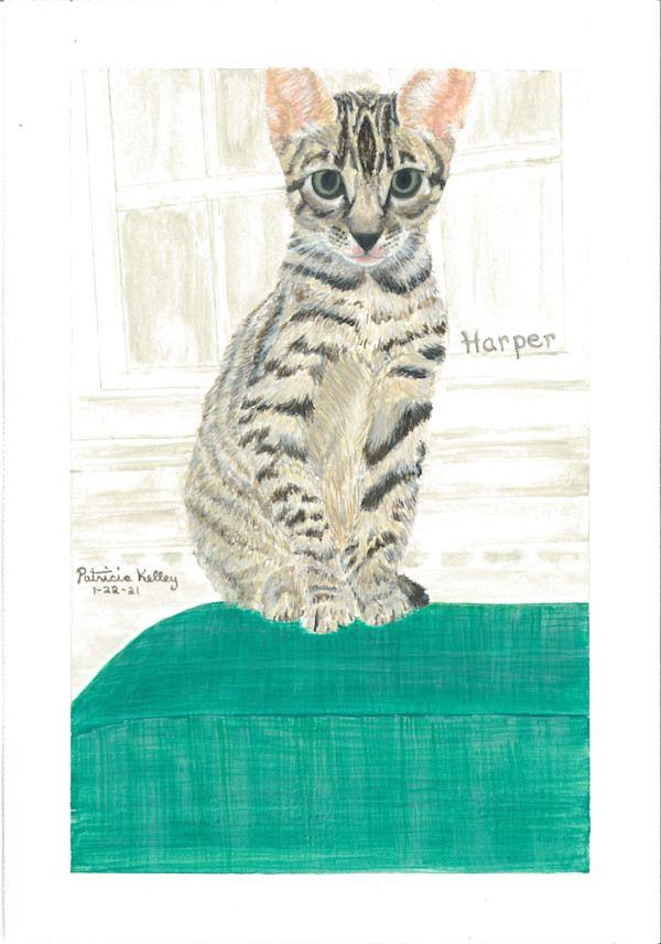 Harper by Patricia A Kelley